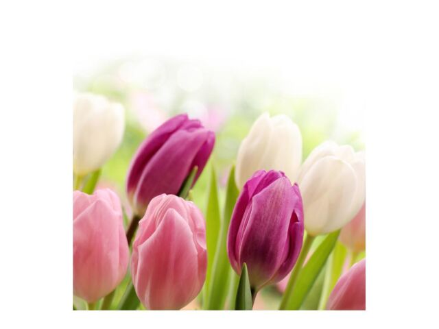 tulipánok